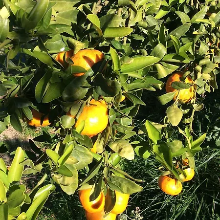 Lemon Forest Cotage Σπίτι διακοπών